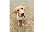 Dolly Parton Labrador Retriever Young Female