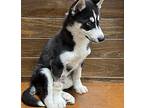 Garland Husky Puppy Male