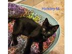 Hickory Domestic Shorthair Kitten Male