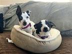 Candied Yams and Green Beans (bonded pair)~ Jack Russell Terrier Female