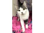 Lolly Domestic Shorthair Young Female