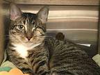 Sweet Pea Domestic Shorthair Kitten Female