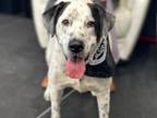 Ken Australian Cattle Dog Adult Male