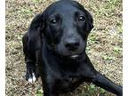 Christmas Cookie Labrador Retriever Puppy Female