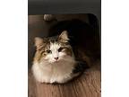 Baby Face - MT Norwegian Forest Cat Adult Male