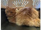 Ginger Domestic Mediumhair Young Male