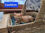 Cauldron Domestic Shorthair Kitten Male