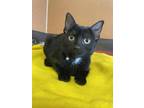 Sushi Domestic Shorthair Kitten Female