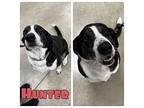 Hunter Border Collie Adult Male