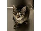 Polina Domestic Shorthair Kitten Female