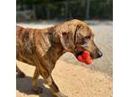 Buzz Labrador Retriever Young Male