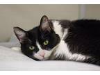 Justice Domestic Shorthair Adult Female