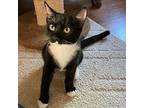 Mr T Domestic Shorthair Kitten Male