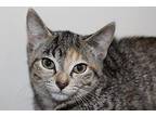 Gigi Domestic Shorthair Kitten Female