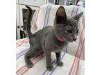 Belle Russian Blue Kitten Female