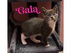 Kitten: Gala Domestic Shorthair Kitten Female
