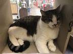 Kitty Domestic Shorthair Adult Female