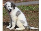 Harvey 38858 Great Pyrenees Puppy Male