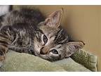 Felix Domestic Shorthair Kitten Male