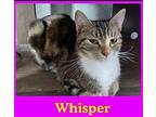 WHISPER Domestic Shorthair Young Female