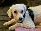 Rosie ~ Poodle (Miniature) Female