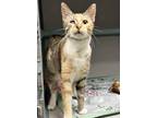 Lilly Domestic Shorthair Young Female