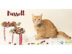 Russell Domestic Shorthair Young Male