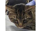 Rocky Domestic Shorthair Adult Male