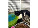 Charlie Domestic Shorthair Kitten Female