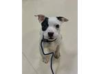 Bella American Pit Bull Terrier Young Female