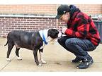 Casper American Staffordshire Terrier Adult Male