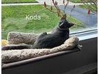 Koda Domestic Shorthair Young Female