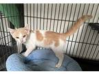 ARCHIE Domestic Shorthair Young Male