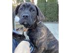 Daisy Mastiff Puppy Female