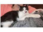 ZCL-Daisy Domestic Shorthair Young Female