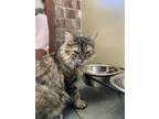 Shelly Domestic Longhair Young Female