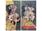Ryder American Staffordshire Terrier Young Male
