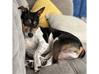 Bilbo (FL) Rat Terrier Adult Male