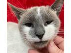 Tatum Siamese Young Female