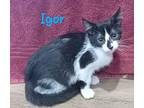 Igor (Bonded with Vlad) Domestic Shorthair Kitten Male