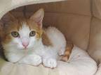 Kitten: Trick *Featured at Pet Supplies Plus in Eldersburg* Domestic Shorthair