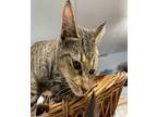 Tigger Domestic Shorthair Kitten Female