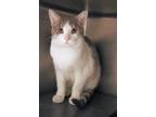 Bubba Domestic Shorthair Adult Male