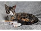 Barbie Domestic Shorthair Kitten Female