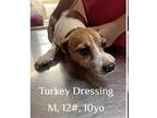 Turkey Dressing~ Jack Russell Terrier Male
