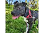 Victor American Pit Bull Terrier Adult Male