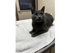 Tapioca Domestic Shorthair Adult Female