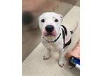 Rhys American Staffordshire Terrier Adult Male