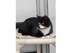 Ernie Domestic Shorthair Young Male