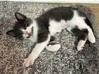 Rocket Domestic Shorthair Kitten Female